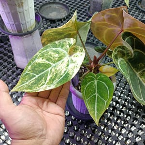 May include: A close-up of a potted plant with large, heart-shaped leaves. The leaves display a striking pattern of green and white variegation, with prominent veins. The plant is in a purple pot, and other plants are visible in the background.