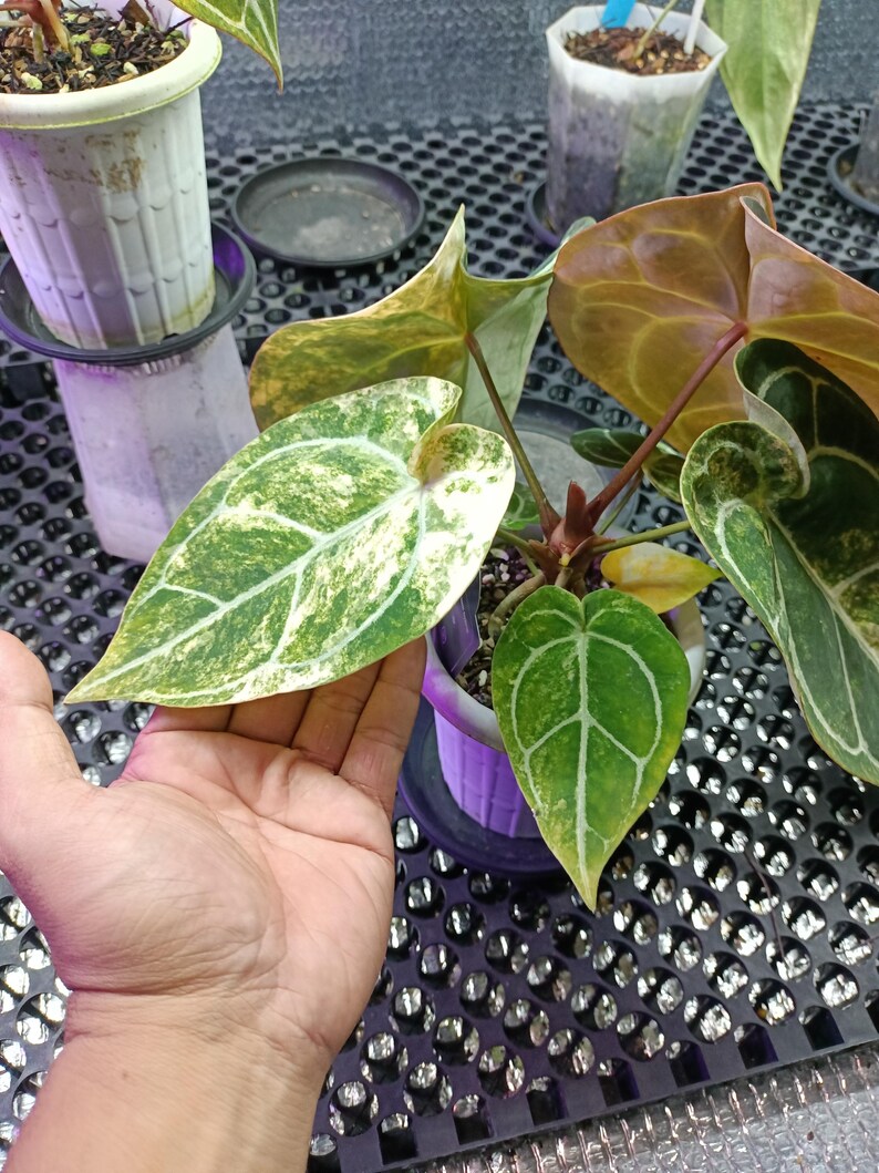 May include: A close-up of a potted plant with large, heart-shaped leaves. The leaves display a striking pattern of green and white variegation, with prominent veins. The plant is in a purple pot, and other plants are visible in the background.