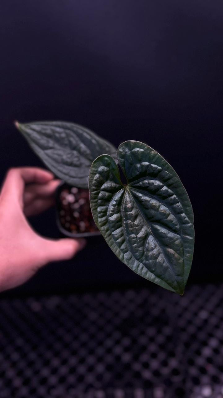 Anthurium dressleri - Etsy 日本