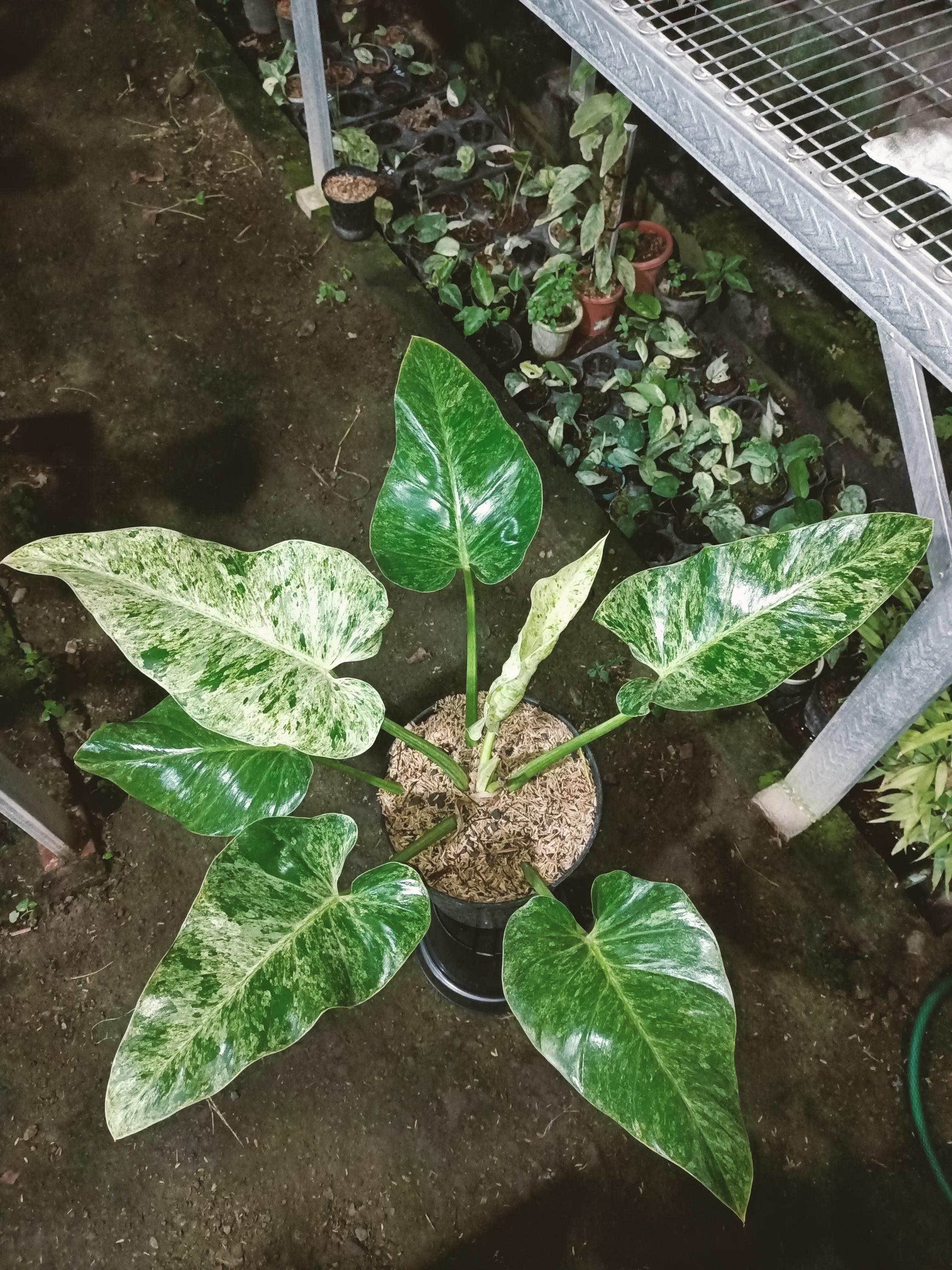 Variegated philodendron giganteum - Etsy 日本