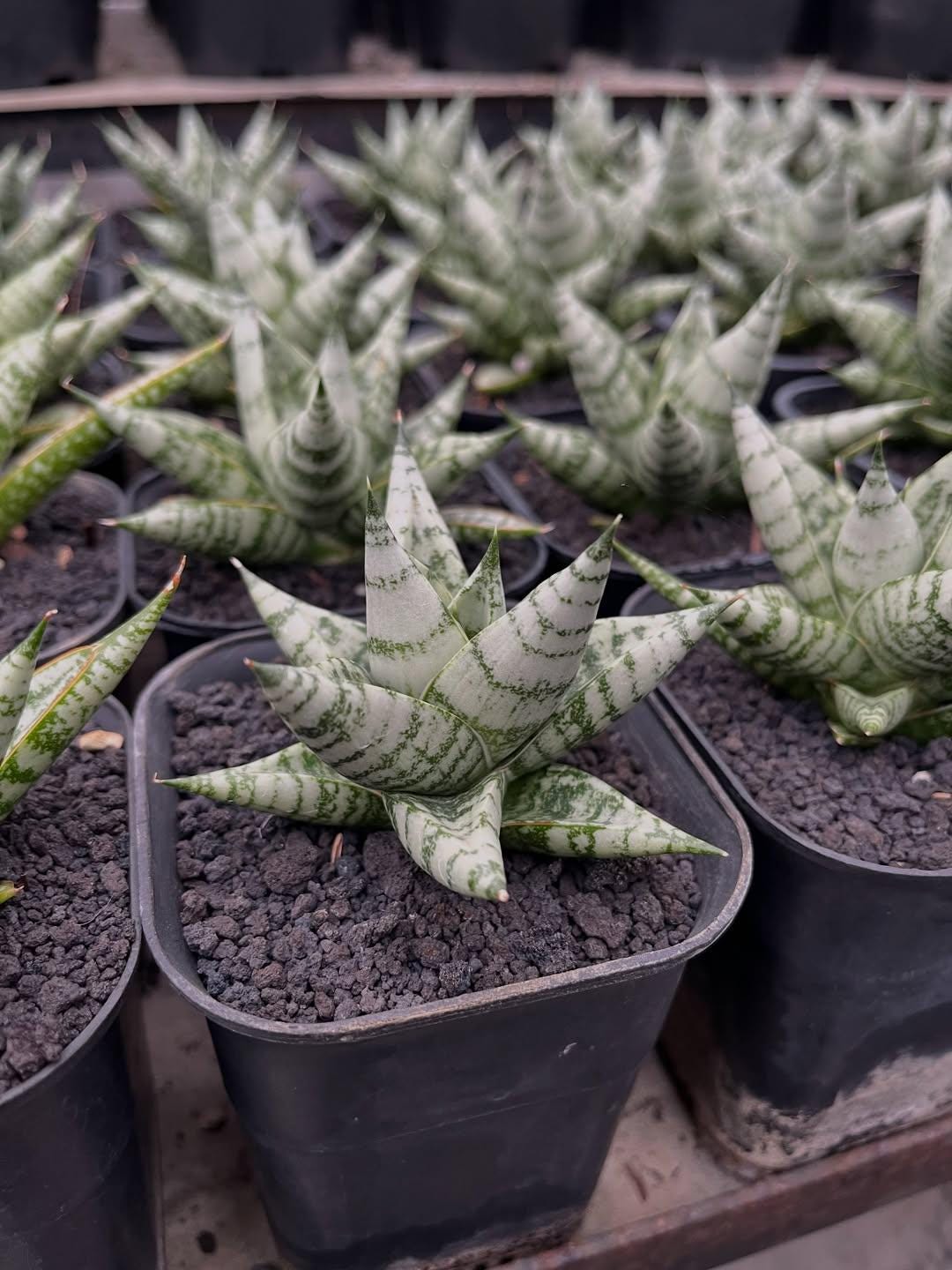 サンセベリア「ゼブラ」斑入り 生きた植物 ピトサニタリーフリー