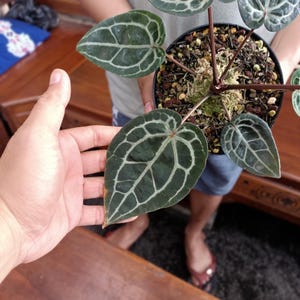 Op de afbeelding: Anthurium crystallinum plant in een zwarte pot, vastgehouden door een persoon. De plant heeft grote, donkergroene bladeren met opvallende witte nerven. De bladeren zijn hartvormig. De plant is een kamerplant.