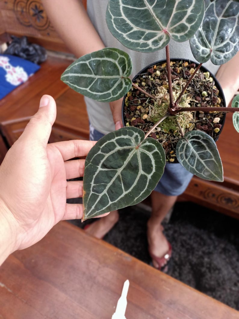 Op de afbeelding: Anthurium crystallinum plant in een zwarte pot, vastgehouden door een persoon. De plant heeft grote, donkergroene bladeren met opvallende witte nerven. De bladeren zijn hartvormig. De plant is een kamerplant.