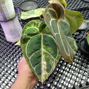 May include: Close-up of a large, heart-shaped plant leaf with a striking pattern. The leaf is primarily dark green with lighter green and white variegation, and prominent white veins. Other leaves are visible in the background, along with potted plants.