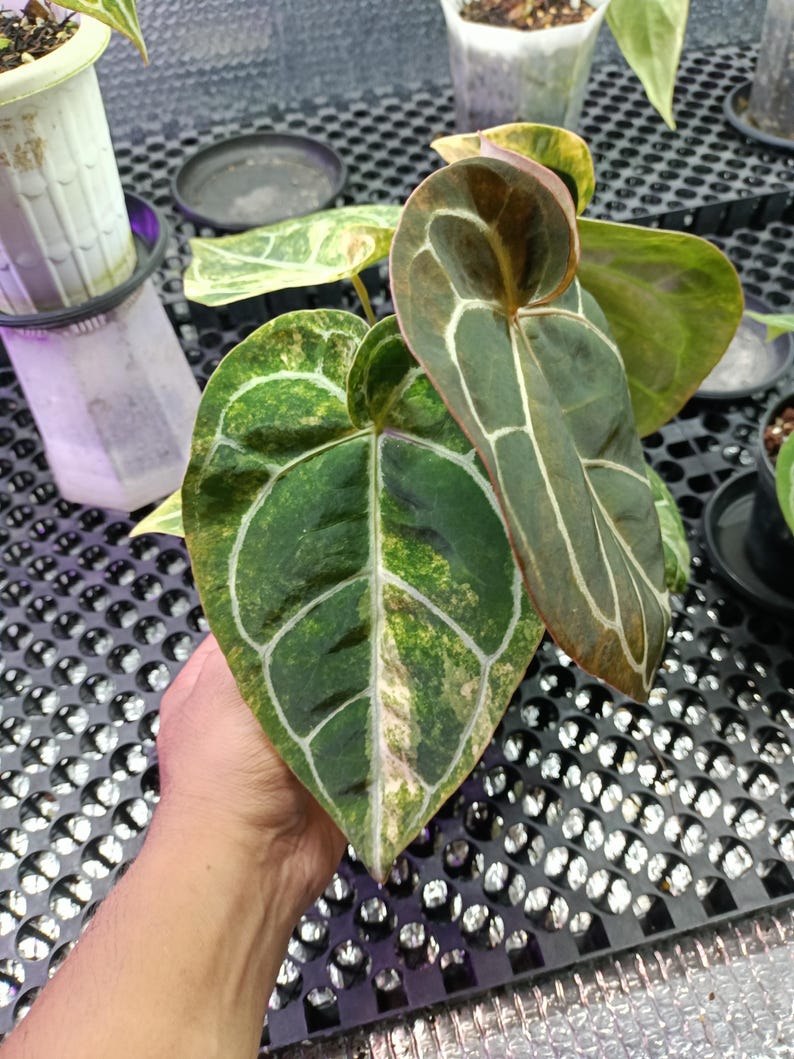 May include: Close-up of a large, heart-shaped plant leaf with a striking pattern. The leaf is primarily dark green with lighter green and white variegation, and prominent white veins. Other leaves are visible in the background, along with potted plants.