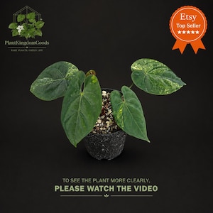 Anthuriumhybrid (Red Vein Dark Phoenix x Ace of Spades) – Brokig sammetsväxt