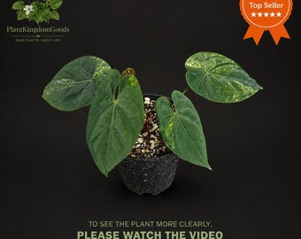 現在、この商品の在庫はありません - Etsy
