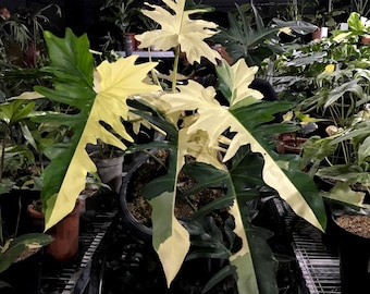 Real Bild Philodendron Golden Dragon variierte große Größe Real Bild Pflanze Sukkulente
