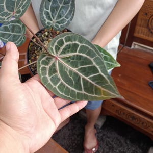 Op de afbeelding: Een Anthurium plant in een pot, met grote, hartvormige bladeren. De donkergroene bladeren hebben opvallende witte nerven, wat een opvallend contrast cre&euml;ert. De plant staat in een zwarte pot, wat het unieke blad benadrukt.