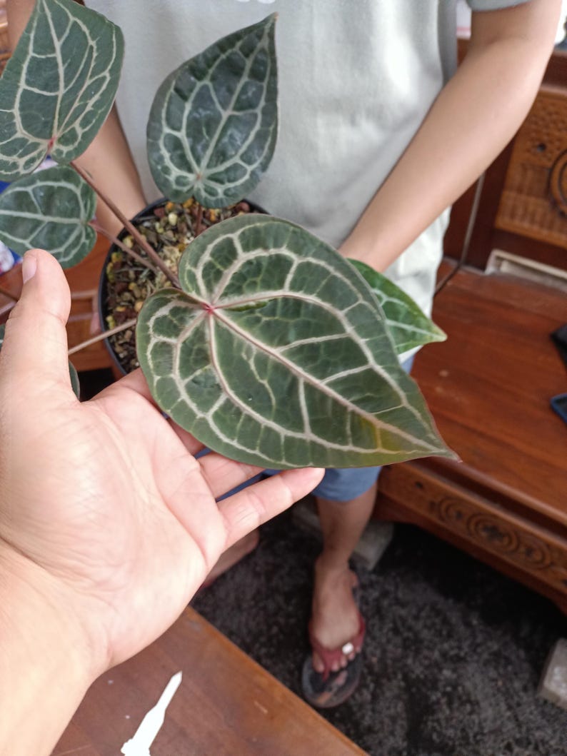 Op de afbeelding: Een Anthurium plant in een pot, met grote, hartvormige bladeren. De donkergroene bladeren hebben opvallende witte nerven, wat een opvallend contrast cre&euml;ert. De plant staat in een zwarte pot, wat het unieke blad benadrukt.