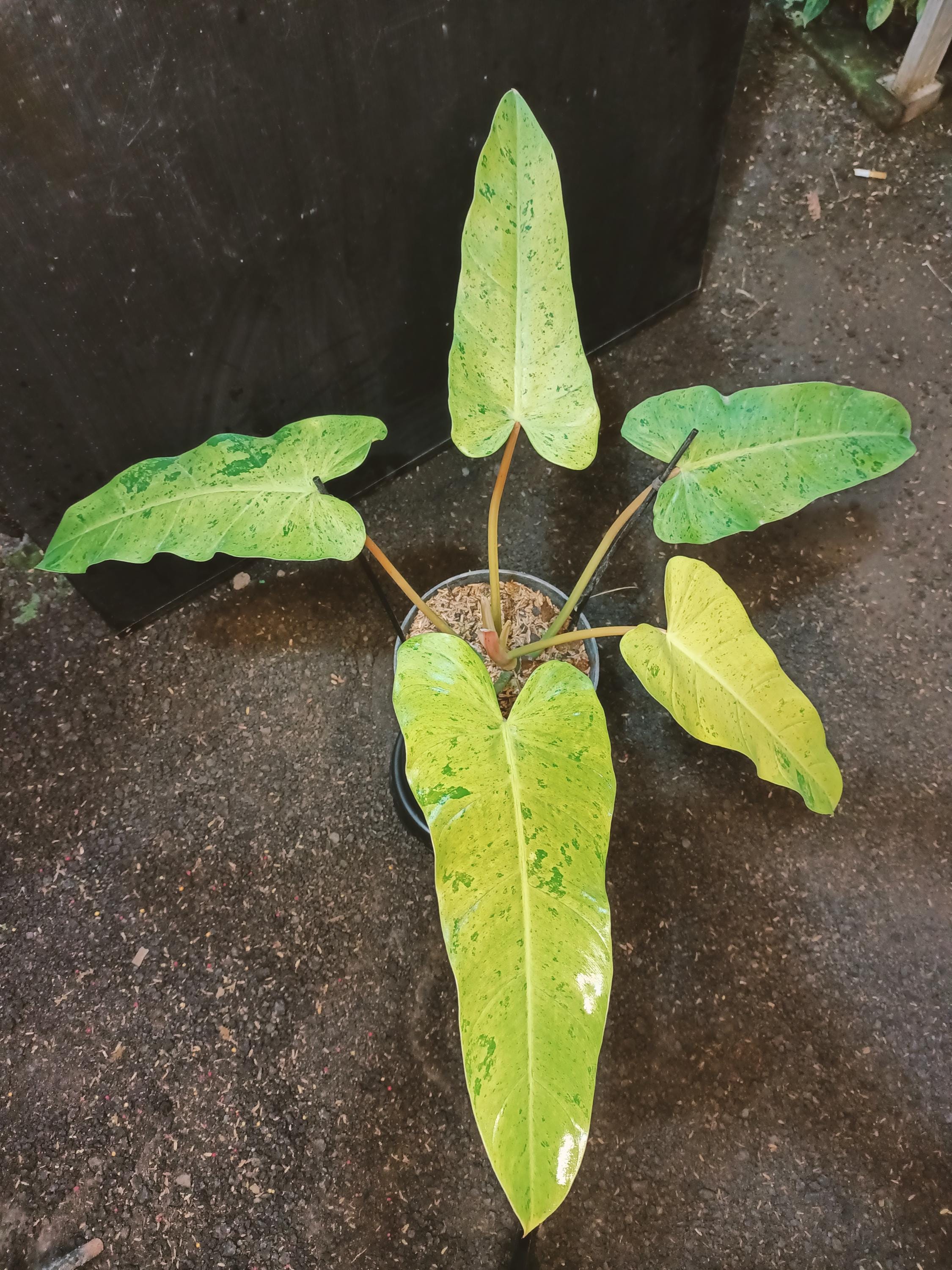 Whipple way philodendron - Etsy 日本