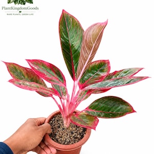 Könnte beinhalten: Eine Topfpflanze der Aglaonema mit leuchtend grünen und roten Blättern. Die Pflanze hat einen rosa Stiel und steht in einem braunen Topf. Das Logo "PlantKingdomGoods" befindet sich in der oberen linken Ecke.