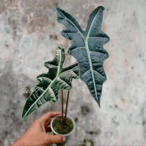 Alocasia sanderiana - Etsy 日本
