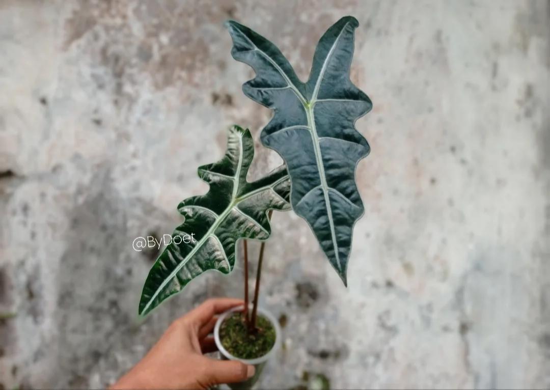 Alocasia sanderiana - Etsy 日本