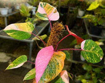 Philodendron Pink Princess Variegated Live Plant (8 Leaves) – Rare Aroid Phytosanitary Certificate