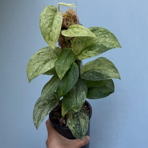 Op de afbeelding: Een kamerplant in een zwarte pot, met grote bladeren met een groen en wit gespikkeld patroon. De plant wordt door een hand vastgehouden. De achtergrond is effen lichtblauw. De bladeren zijn groen en wit.