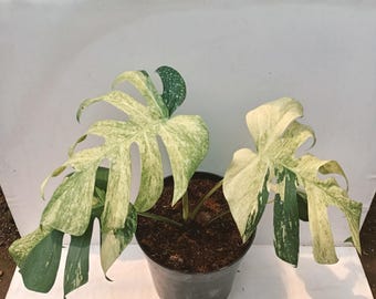 Echte afbeelding Monstera Jungle Mint bonte schoonheid Maat groot één blad heel mooi
