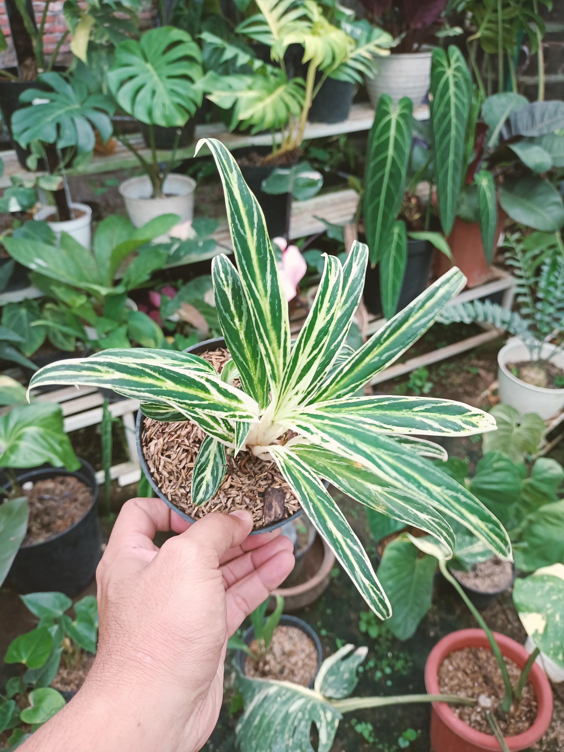 Bamboo Aglaonema - Etsy