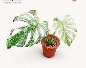 Monstera Deliciosa Devil Monster Variegated 2 Leave (Phytosanitary Certificate)