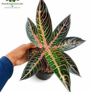 Könnte beinhalten: Eine Topf-Aglaonema-Pflanze mit dunkelgrünen Blättern mit rosa Adern und Rändern. Die Pflanze steht in einem schwarzen Topf mit Erde. Das Logo "PlantKingdomGoods" ist in der oberen linken Ecke sichtbar. Die Pflanze wird von einer Person gehalten.