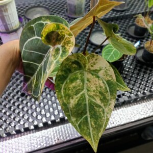 May include: Close-up of a plant with large, heart-shaped leaves. The leaves are a mix of dark green, light green, and cream colors, with prominent white veins. The plant is in a well-lit environment, possibly a greenhouse.