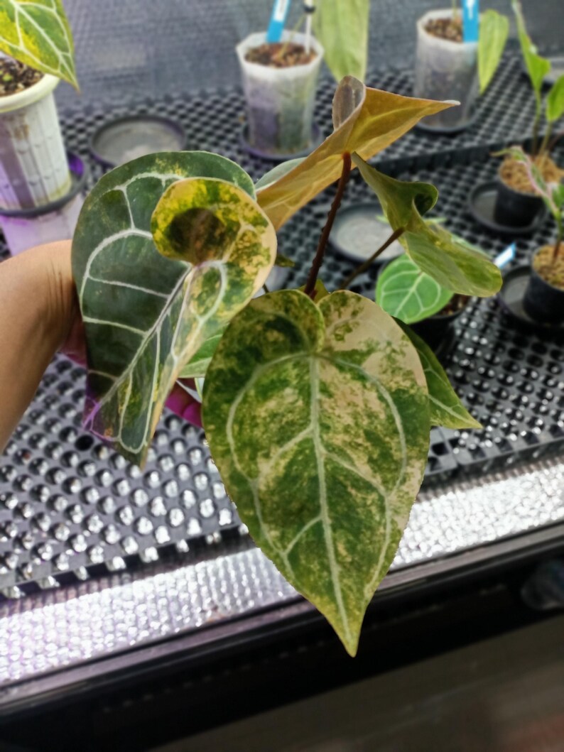 May include: Close-up of a plant with large, heart-shaped leaves. The leaves are a mix of dark green, light green, and cream colors, with prominent white veins. The plant is in a well-lit environment, possibly a greenhouse.