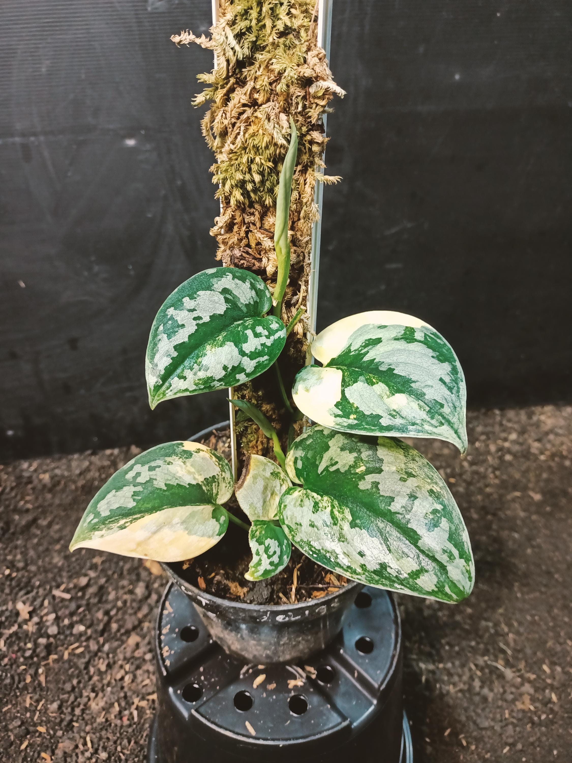 Scindapsus Bakudapati - Etsy