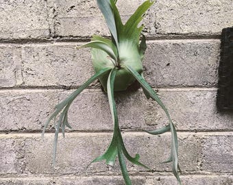 Platycerium Willinckii Roll Mutation Zeldzame Unieke Sierplant