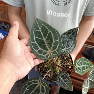 Op de afbeelding: Een potplant met grote, donkergroene bladeren met opvallende witte nerven wordt in de hand van een persoon gehouden. De bladeren zijn hartvormig. De persoon draagt een lichtgroen t-shirt met het woord "Vlogger" erop. De plantenpot is zwart.