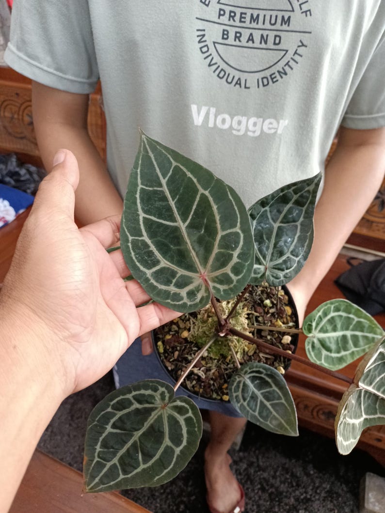 Op de afbeelding: Een potplant met grote, donkergroene bladeren met opvallende witte nerven wordt in de hand van een persoon gehouden. De bladeren zijn hartvormig. De persoon draagt een lichtgroen t-shirt met het woord "Vlogger" erop. De plantenpot is zwart.