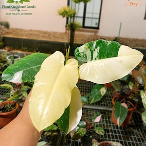 May include: A close-up of a plant with large, variegated leaves in shades of green and creamy yellow. The plant is held in a hand, with other plants visible in the background. The image includes the text "PlantKingdomGoods" and "Top Seller - Etsy".