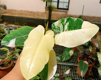 Philodendron Dragon X Imperial Variegated Live Plant (4 Large Leaves)