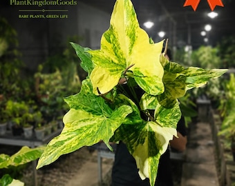 Zeldzame anthurium pterodactyl variegata levende plant, exotische kamerplant aroid