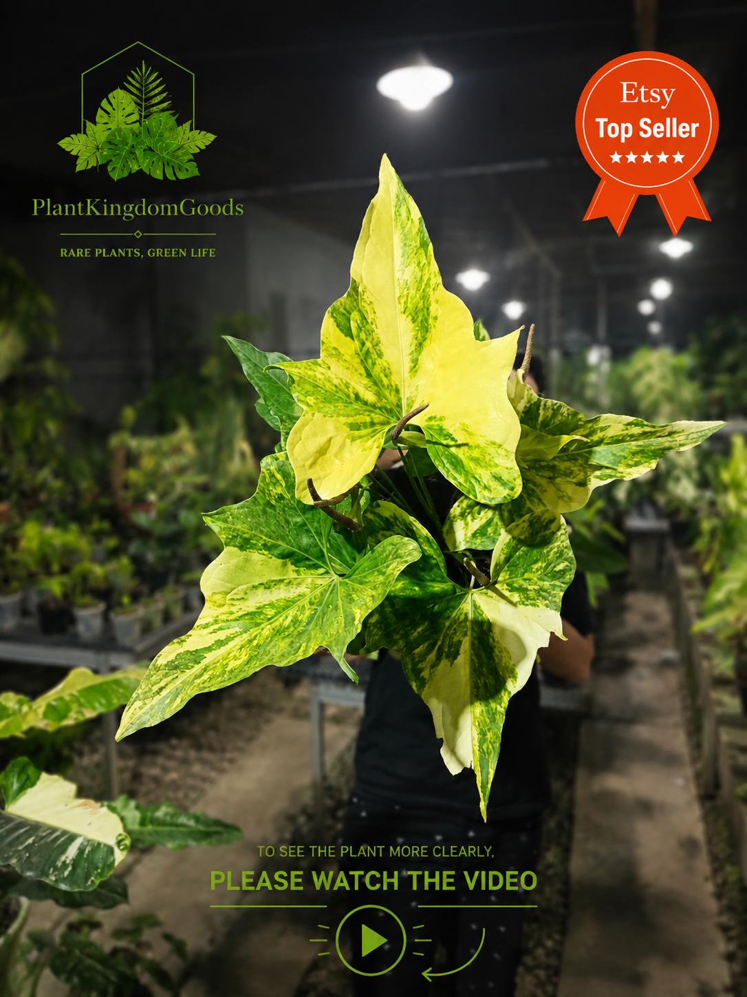 Anthurium pterodactyl variegata - Etsy 日本
