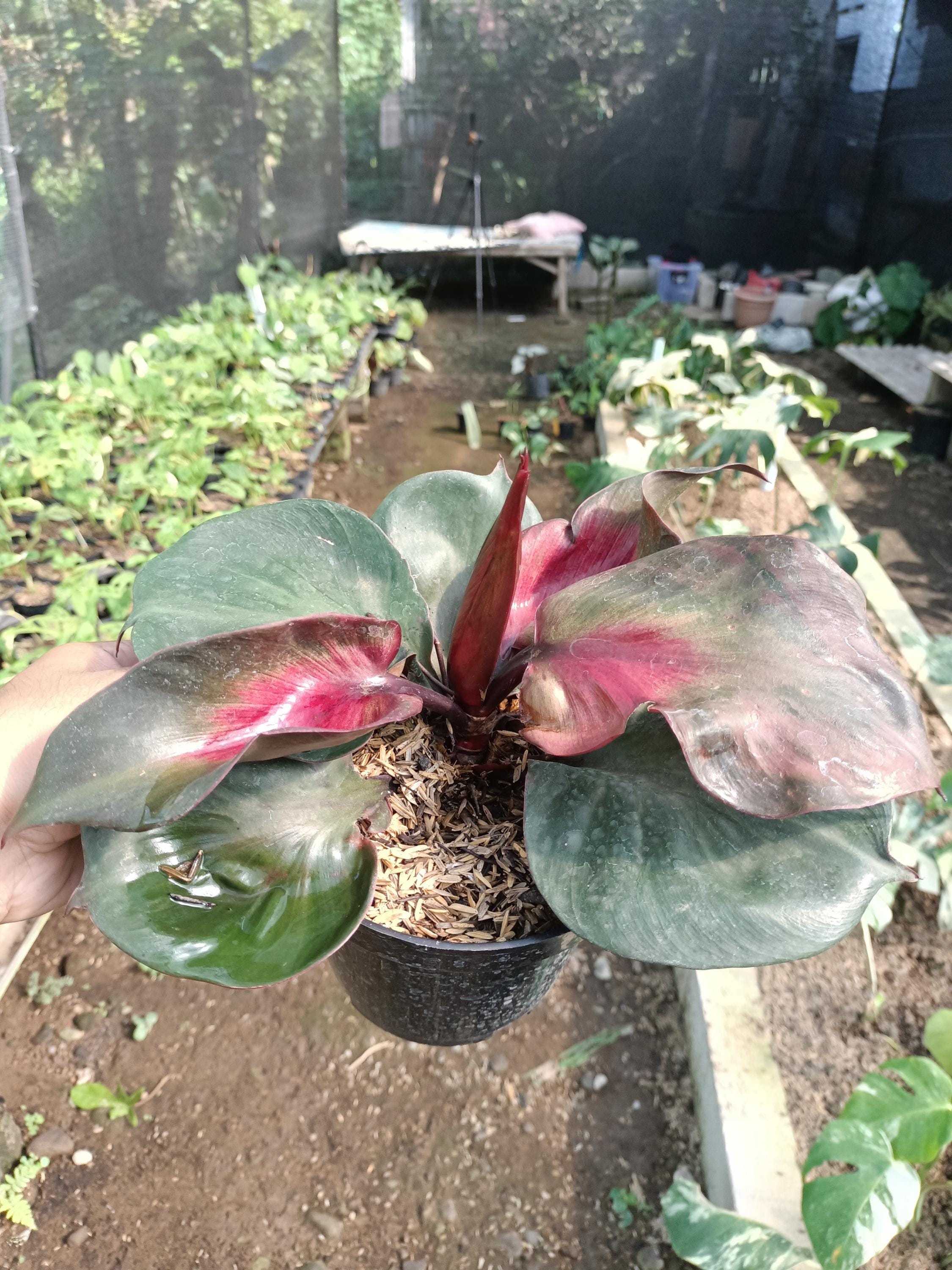 Philodendron red heart - Etsy sterreich