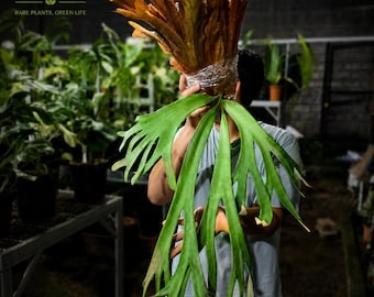 Platycerium Willinckii Große Größe Real Bild Seltene Uniqe Zierpflanze