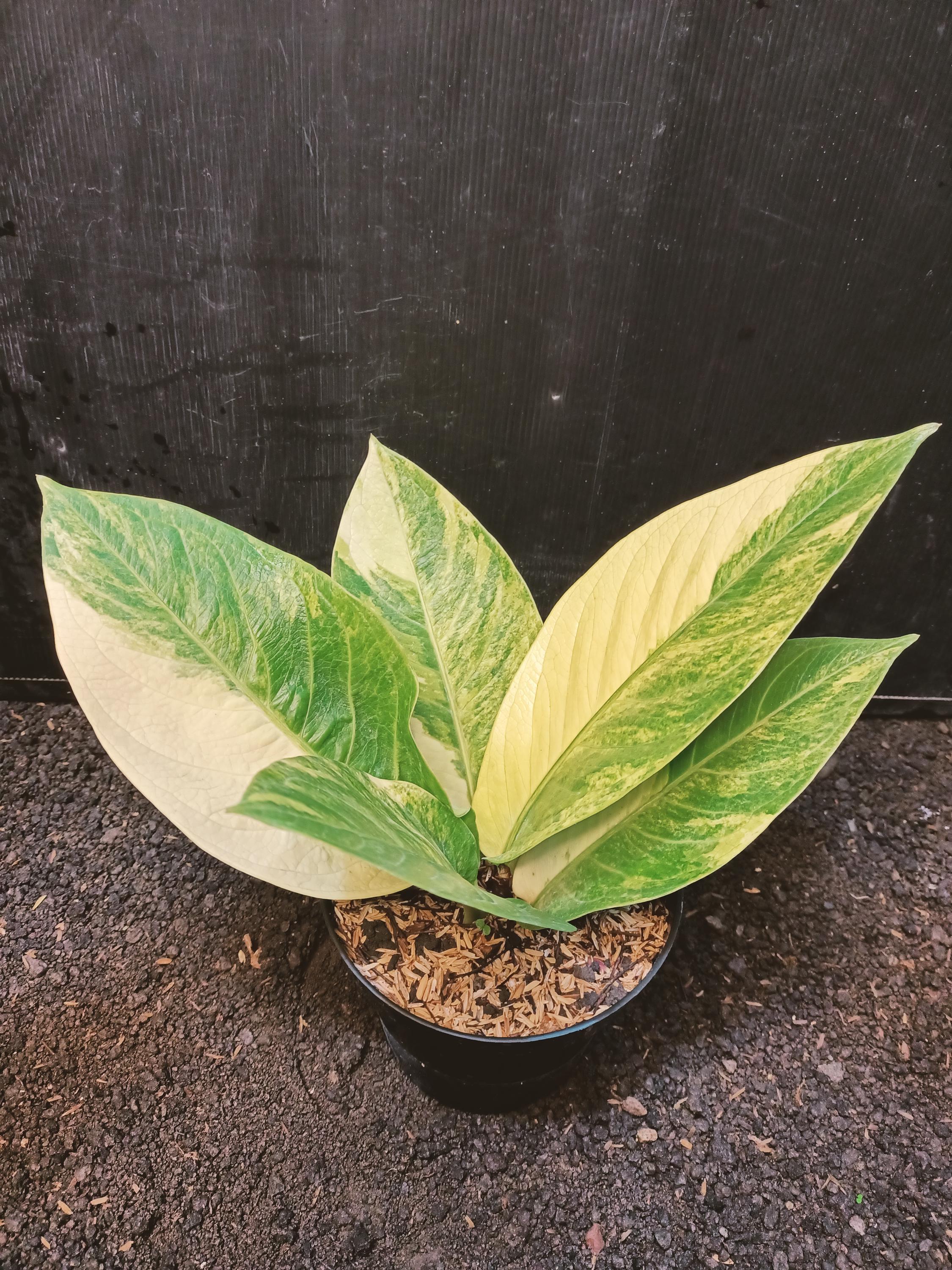 Anthurium Jenmanii Variegated Real Picture - Etsy Israel