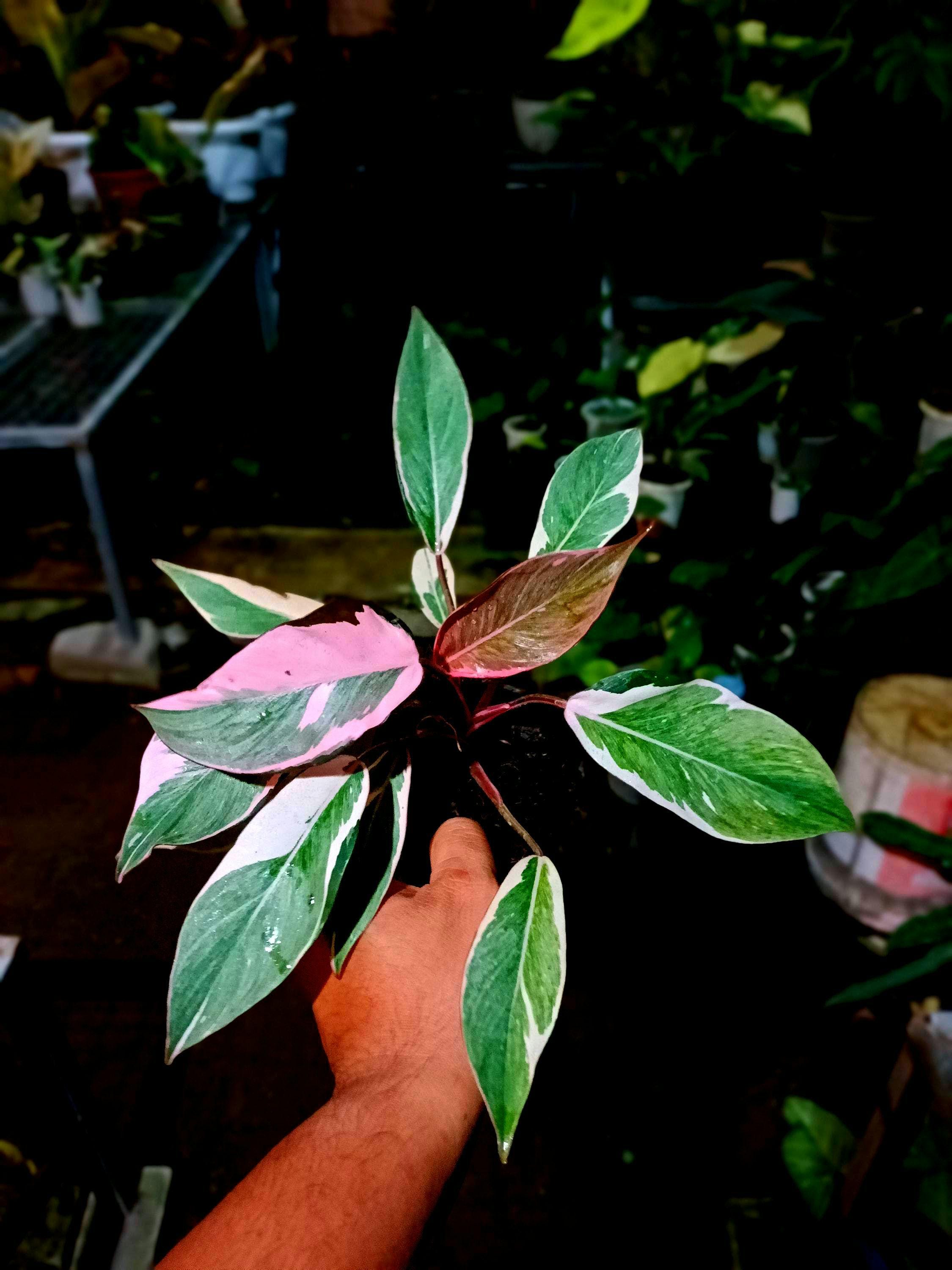 Philodendron micans pink variegated - Etsy 日本