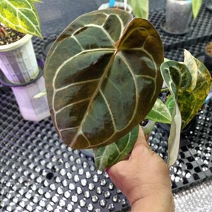 May include: Close-up of a large, heart-shaped plant leaf with prominent white veining against a dark green and brown background. The leaf is held by a person's hand, with other potted plants visible in the background.