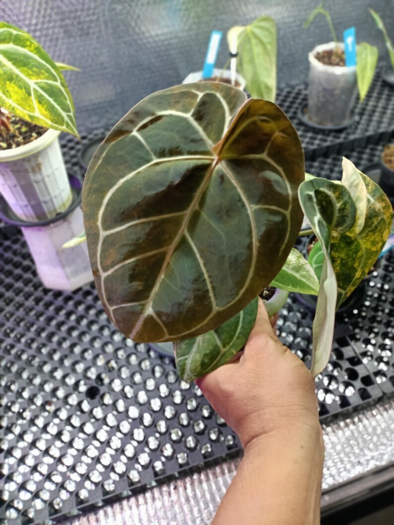 May include: Close-up of a large, heart-shaped plant leaf with prominent white veining against a dark green and brown background. The leaf is held by a person's hand, with other potted plants visible in the background.