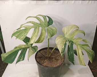 Monstera Jungle Muntbont (groot formaat) Echte afbeelding, zeldzame tropische aroid