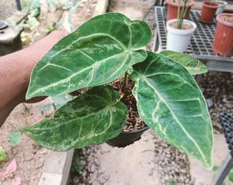 Anthurium Papillilaminum X Forgetti Mutation Variegated Hybrid Beauty Leaf Indoor Plant Real Picture