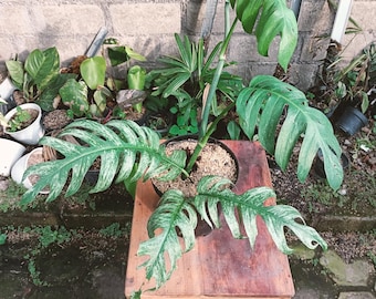 Epipremnum Devil Monster Variegated Mature Large Plants Pot Live Plant -  Etsy
