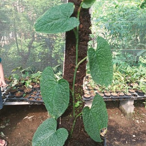 Anthurium Clidemioides - Etsy