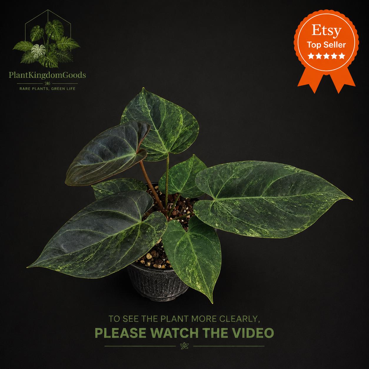 Anthurium dark phoenix - Etsy 日本
