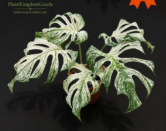 Monstera Devil Monster Variegated Rare Monstera Devil Monster Variegated Live Plant, Exotic Split Leaf Aroid, Collector Tropical Houseplant