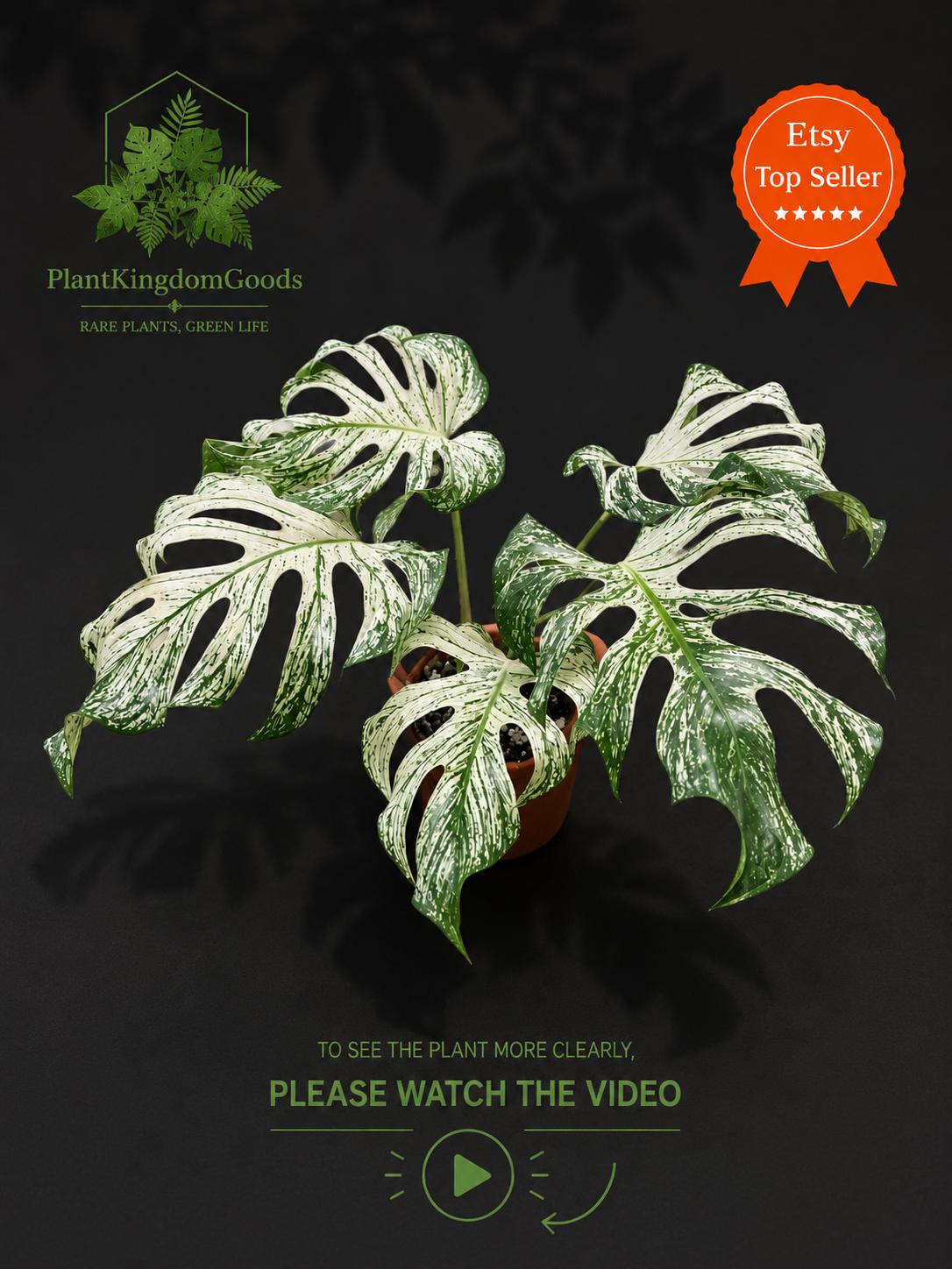 Monstera devil monster - Etsy 日本
