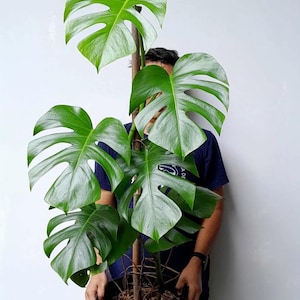 monstera deliciosa ingrijire Monstera Deliciosa