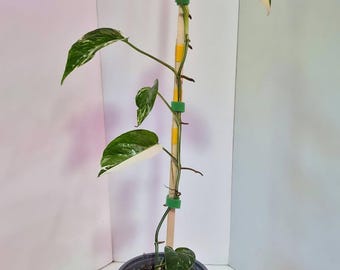 Epipremnum Pinnatum Albo bonte kamerplant vetplant