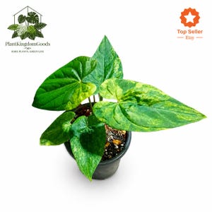 Op de afbeelding: Een kamerplant met grote, hartvormige bladeren. De bladeren zijn heldergroen met gele vlekken. De plant staat in een zwarte pot, tegen een witte achtergrond. De afbeelding bevat de tekst "PlantKingdomGoods" en "Rare Plants. Green Life."
